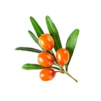 Sea buckthorn