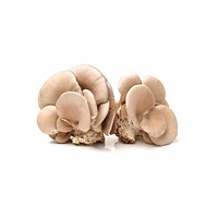 Chinese mushrooms