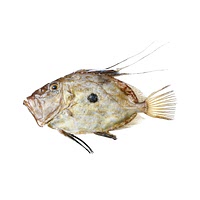 John dory