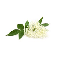 Elderberry flower