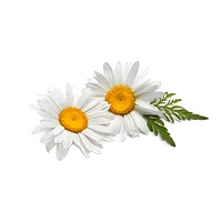 Chamomile