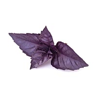 Purple basil