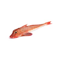 Gurnard fish