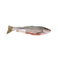 Arctic char