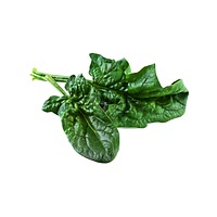 Curly spinach