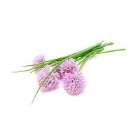 Chive flower