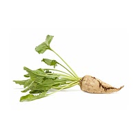 Sugar beet