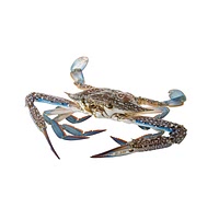 Blue swimmer crab