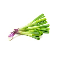 Red spring onion