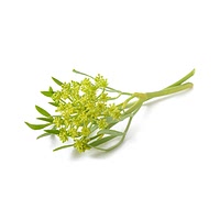 Sea fennel