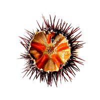 Sea urchin