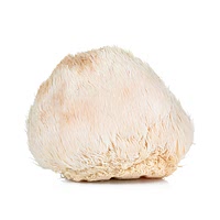 Shaggy mane mushroom