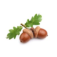 Acorn