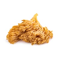 Coral mushroom