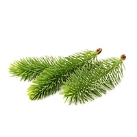 Pine needles