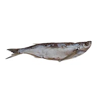 Semi dried croaker fish