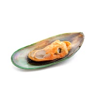 Green mussels