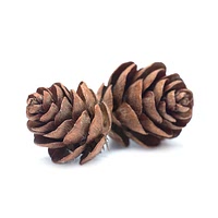 Pine cone