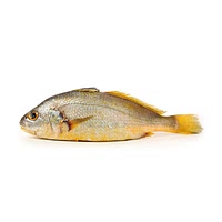 Yellow croaker fish