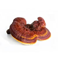 Reishi mushroom