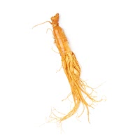 Ginseng root