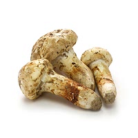 Matsutake mushroom