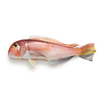 Jeju red tilefish