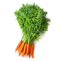 Carrot greens