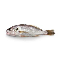 White croaker fish