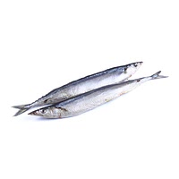 Pacific saury