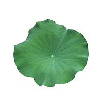 Lotus leaf