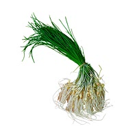 Korean chives