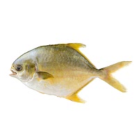 Pompano