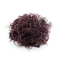 Gracilaria red algae