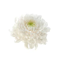 Chrysanthemum flowers