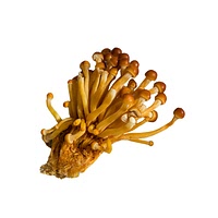 Golden enoki mushroom