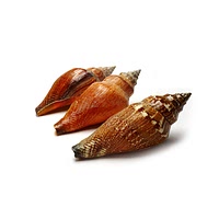 Marsh snail