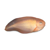 Snailfish