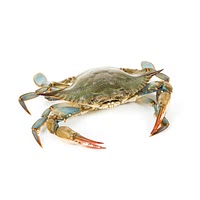 Frozen blue crab halves