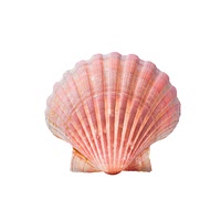 Red scallop