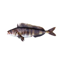 Atka mackerel