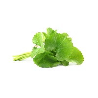 Centella