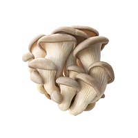 Pearl oyster mushrooms