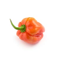 Orange habanero pepper