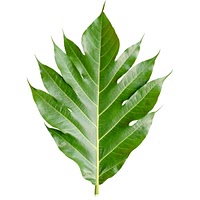 Huacatay leaf