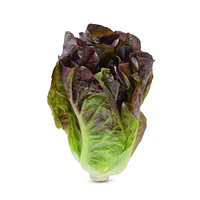 Red romaine lettuce