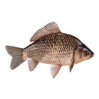 Crucian carp