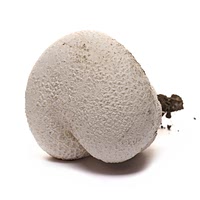 Puffball wild mushroom