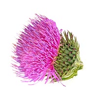 Korean thistle