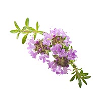 Thyme flower